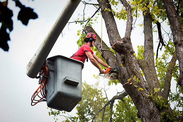 How Our Tree Care Process Works  in Milan, NM